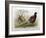 Phasianus Elegans, 1906-7-Henry Jones-Framed Giclee Print