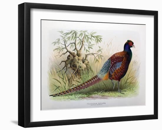 Phasianus Elegans, 1906-7-Henry Jones-Framed Giclee Print