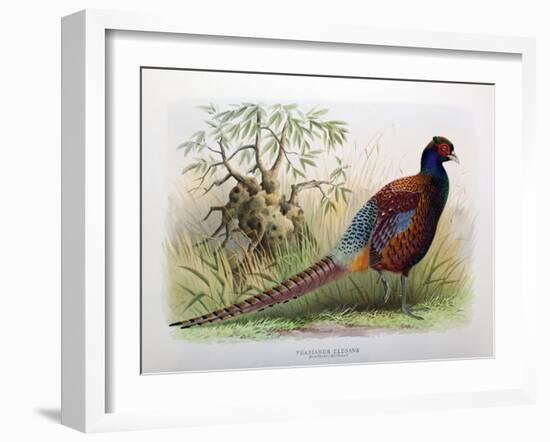 Phasianus Elegans, 1906-7-Henry Jones-Framed Giclee Print