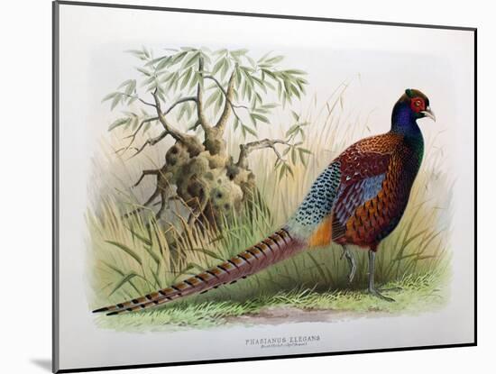 Phasianus Elegans, 1906-7-Henry Jones-Mounted Giclee Print