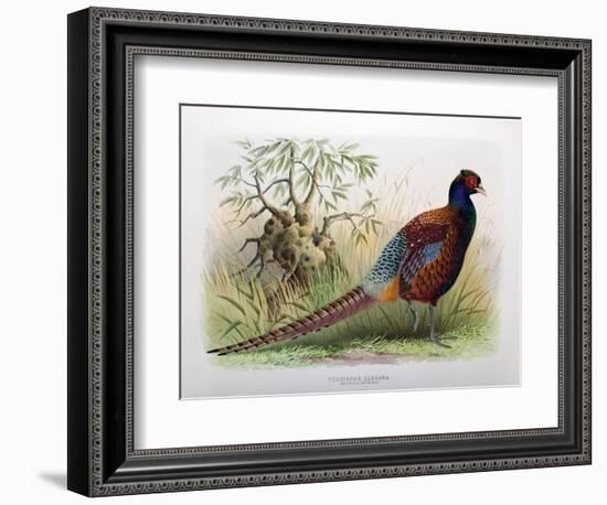 Phasianus Elegans, 1906-7-Henry Jones-Framed Giclee Print