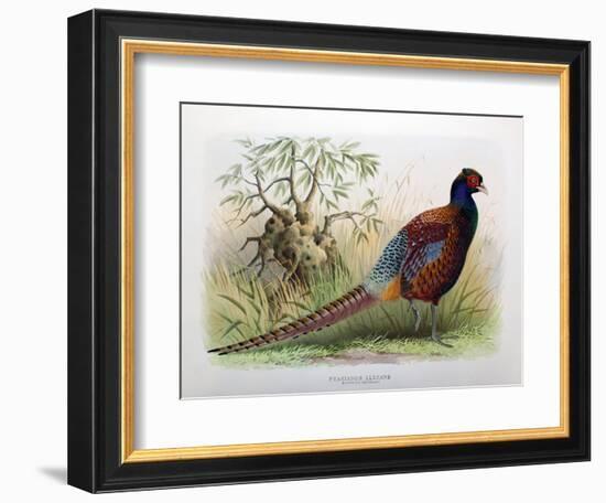 Phasianus Elegans, 1906-7-Henry Jones-Framed Giclee Print