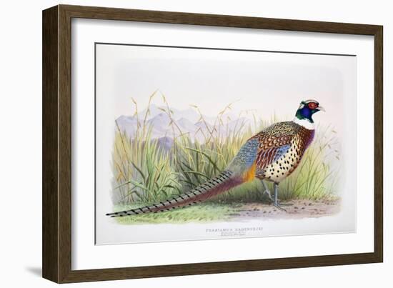 Phasianus Hagenbecki, 1906-7-Joseph Wolf-Framed Giclee Print