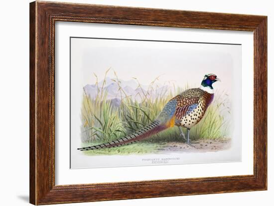 Phasianus Hagenbecki, 1906-7-Joseph Wolf-Framed Giclee Print