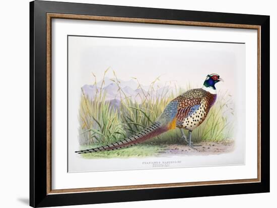 Phasianus Hagenbecki, 1906-7-Joseph Wolf-Framed Giclee Print