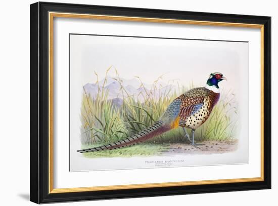 Phasianus Hagenbecki, 1906-7-Joseph Wolf-Framed Giclee Print