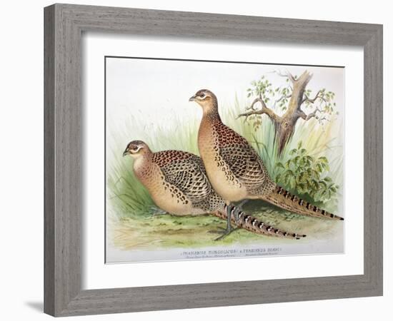 Phasianus Mongolicus and Phasianus Shawi, 1906-7-Henry Jones-Framed Giclee Print