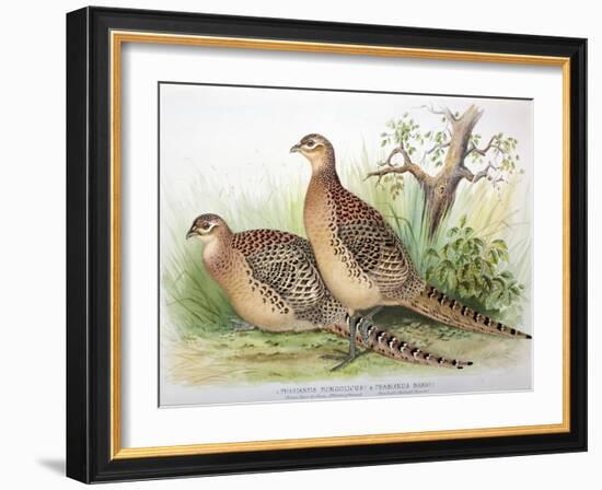 Phasianus Mongolicus and Phasianus Shawi, 1906-7-Henry Jones-Framed Giclee Print