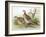 Phasianus Mongolicus and Phasianus Shawi, 1906-7-Henry Jones-Framed Giclee Print