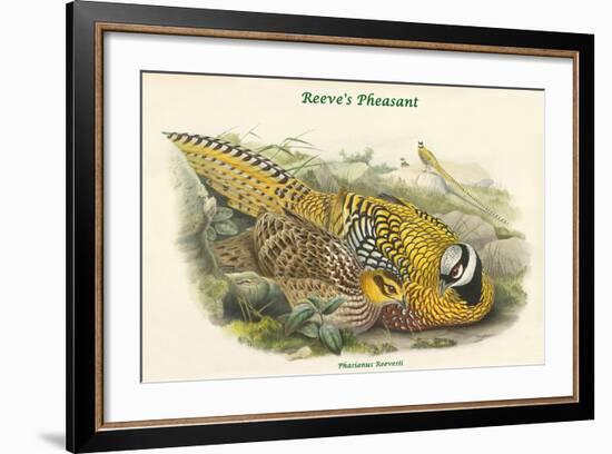 Phasianus Reevesii - Reeve's Pheasant-John Gould-Framed Art Print