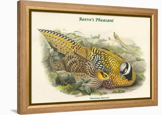 Phasianus Reevesii - Reeve's Pheasant-John Gould-Framed Stretched Canvas