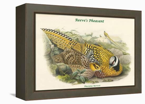 Phasianus Reevesii - Reeve's Pheasant-John Gould-Framed Stretched Canvas