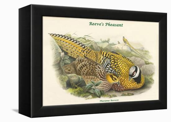 Phasianus Reevesii - Reeve's Pheasant-John Gould-Framed Stretched Canvas