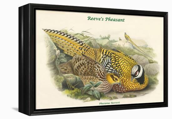 Phasianus Reevesii - Reeve's Pheasant-John Gould-Framed Stretched Canvas