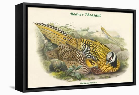 Phasianus Reevesii - Reeve's Pheasant-John Gould-Framed Stretched Canvas