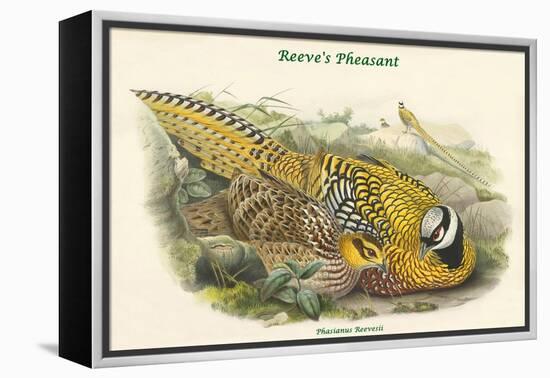 Phasianus Reevesii - Reeve's Pheasant-John Gould-Framed Stretched Canvas