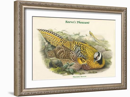 Phasianus Reevesii - Reeve's Pheasant-John Gould-Framed Art Print