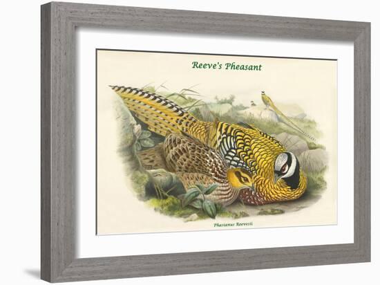 Phasianus Reevesii - Reeve's Pheasant-John Gould-Framed Art Print