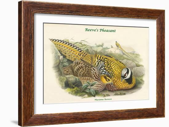 Phasianus Reevesii - Reeve's Pheasant-John Gould-Framed Art Print