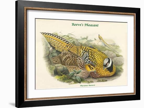 Phasianus Reevesii - Reeve's Pheasant-John Gould-Framed Art Print