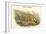Phasianus Reevesii - Reeve's Pheasant-John Gould-Framed Art Print