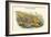 Phasianus Reevesii - Reeve's Pheasant-John Gould-Framed Art Print