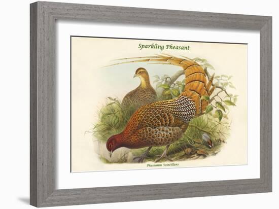 Phasianus Scintillans - Sparkling Pheasant-John Gould-Framed Art Print