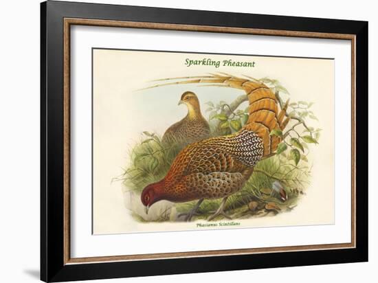 Phasianus Scintillans - Sparkling Pheasant-John Gould-Framed Art Print