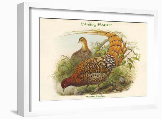 Phasianus Scintillans - Sparkling Pheasant-John Gould-Framed Art Print