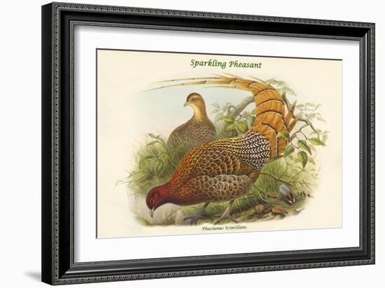 Phasianus Scintillans - Sparkling Pheasant-John Gould-Framed Art Print