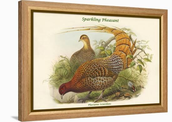 Phasianus Scintillans - Sparkling Pheasant-John Gould-Framed Stretched Canvas