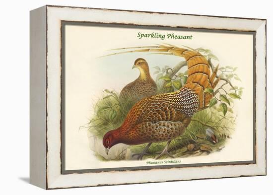 Phasianus Scintillans - Sparkling Pheasant-John Gould-Framed Stretched Canvas