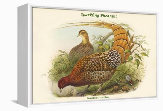 Phasianus Scintillans - Sparkling Pheasant-John Gould-Framed Stretched Canvas