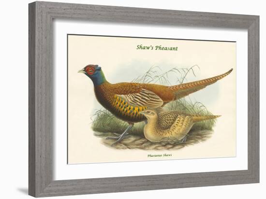 Phasianus Shawi - Shaw's Pheasant-John Gould-Framed Art Print