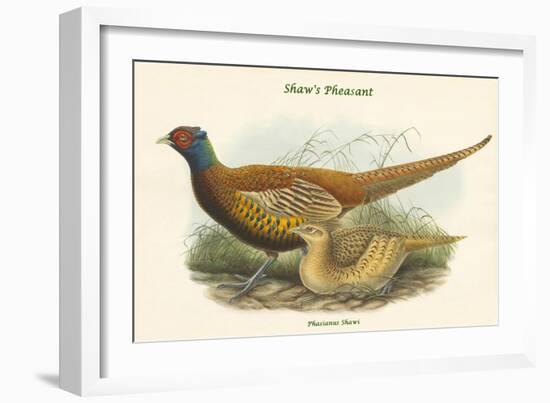 Phasianus Shawi - Shaw's Pheasant-John Gould-Framed Art Print