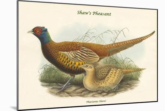 Phasianus Shawi - Shaw's Pheasant-John Gould-Mounted Art Print