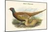 Phasianus Shawi - Shaw's Pheasant-John Gould-Mounted Art Print