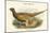Phasianus Shawi - Shaw's Pheasant-John Gould-Mounted Art Print