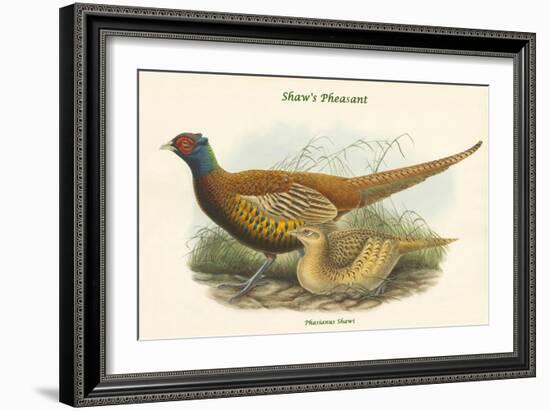 Phasianus Shawi - Shaw's Pheasant-John Gould-Framed Art Print