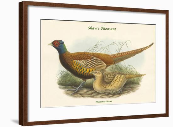 Phasianus Shawi - Shaw's Pheasant-John Gould-Framed Art Print
