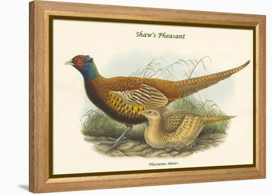 Phasianus Shawi - Shaw's Pheasant-John Gould-Framed Stretched Canvas