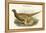 Phasianus Shawi - Shaw's Pheasant-John Gould-Framed Stretched Canvas