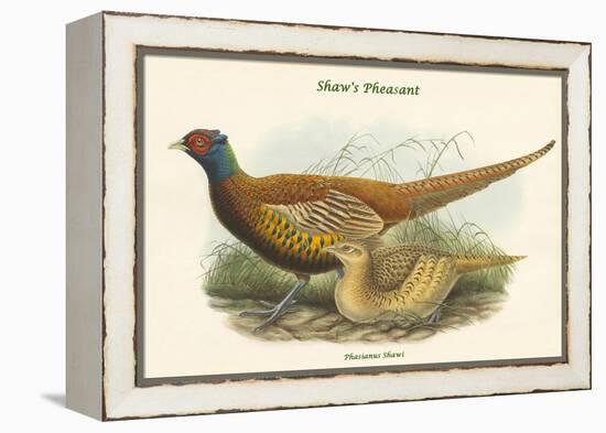 Phasianus Shawi - Shaw's Pheasant-John Gould-Framed Stretched Canvas