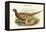 Phasianus Shawi - Shaw's Pheasant-John Gould-Framed Stretched Canvas