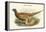 Phasianus Shawi - Shaw's Pheasant-John Gould-Framed Stretched Canvas