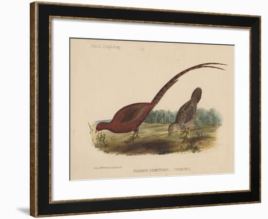 Phasianus Soemmeringh (Temminck), 1855-null-Framed Giclee Print