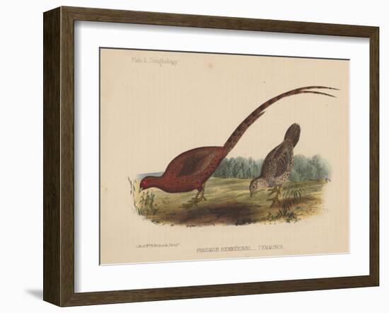 Phasianus Soemmeringh (Temminck), 1855-null-Framed Giclee Print