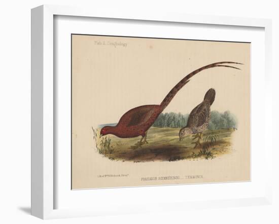 Phasianus Soemmeringh (Temminck), 1855-null-Framed Giclee Print