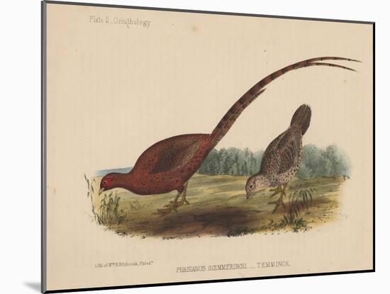 Phasianus Soemmeringh (Temminck), 1855-null-Mounted Giclee Print