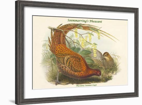 Phasianus Soemmerringii - Soemmerring's Pheasant-John Gould-Framed Art Print
